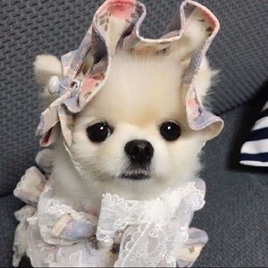 Meet your Posher, Angel